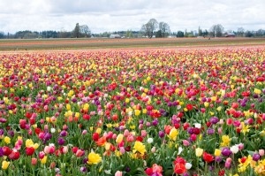 fields of flowers
